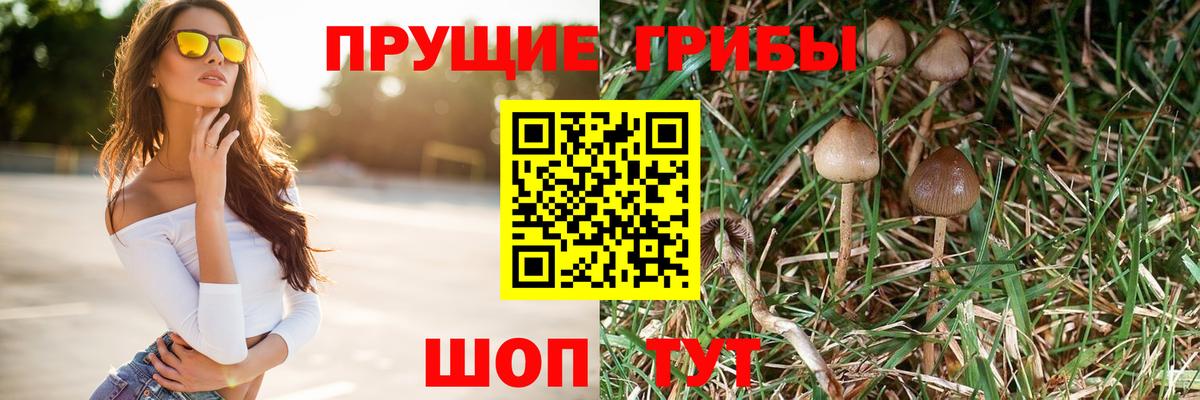 Будённовск  что такое   Вход с VPN  Псилоцибиновые грибы прущие грибы 